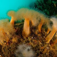 Diverse seafloor habitats at risk of bottom trawling
