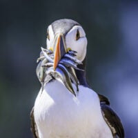 Atlantic puffin with freshly caught sandeels.
