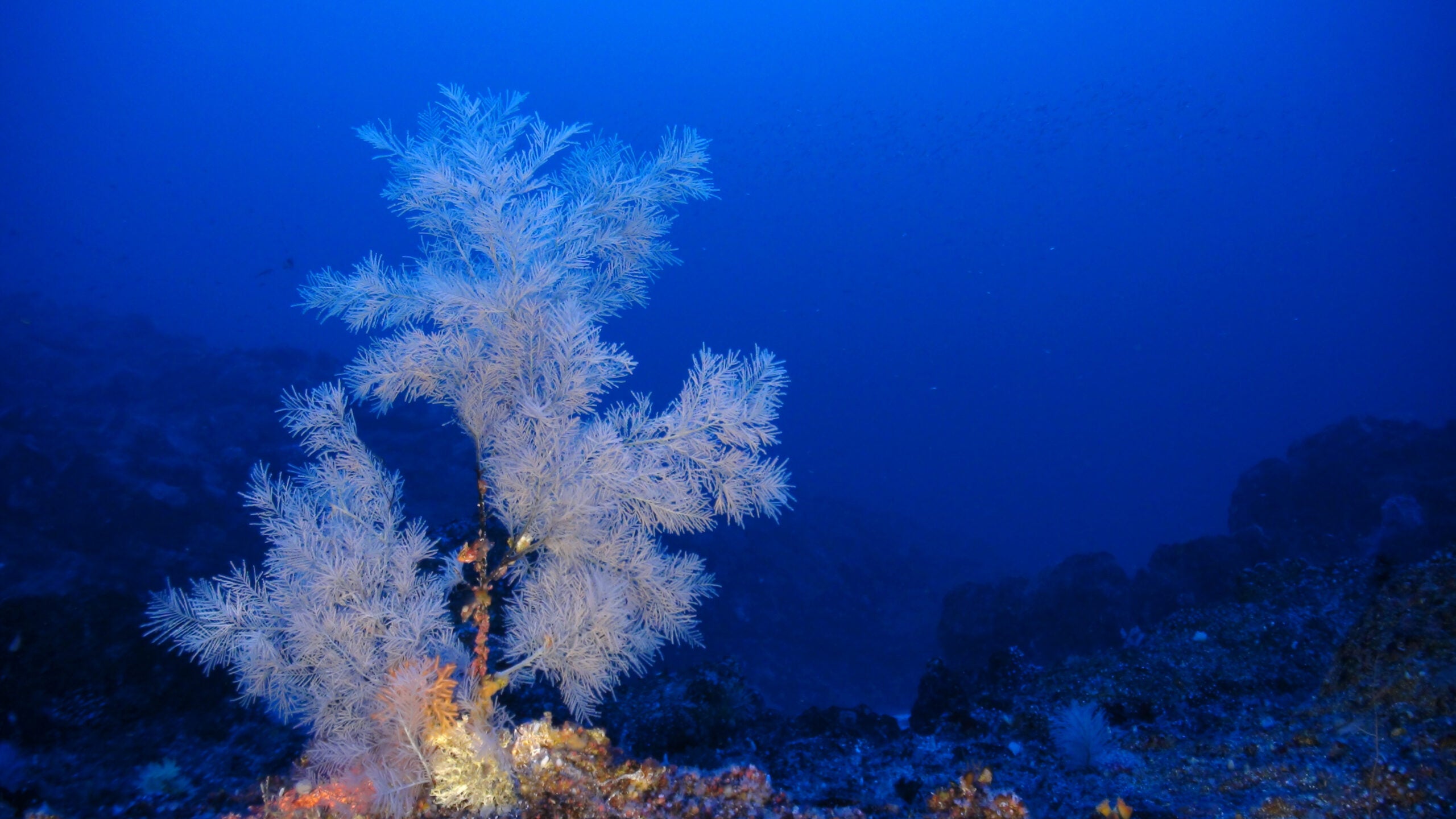 Bottom trawling can damage deep sea wildlife