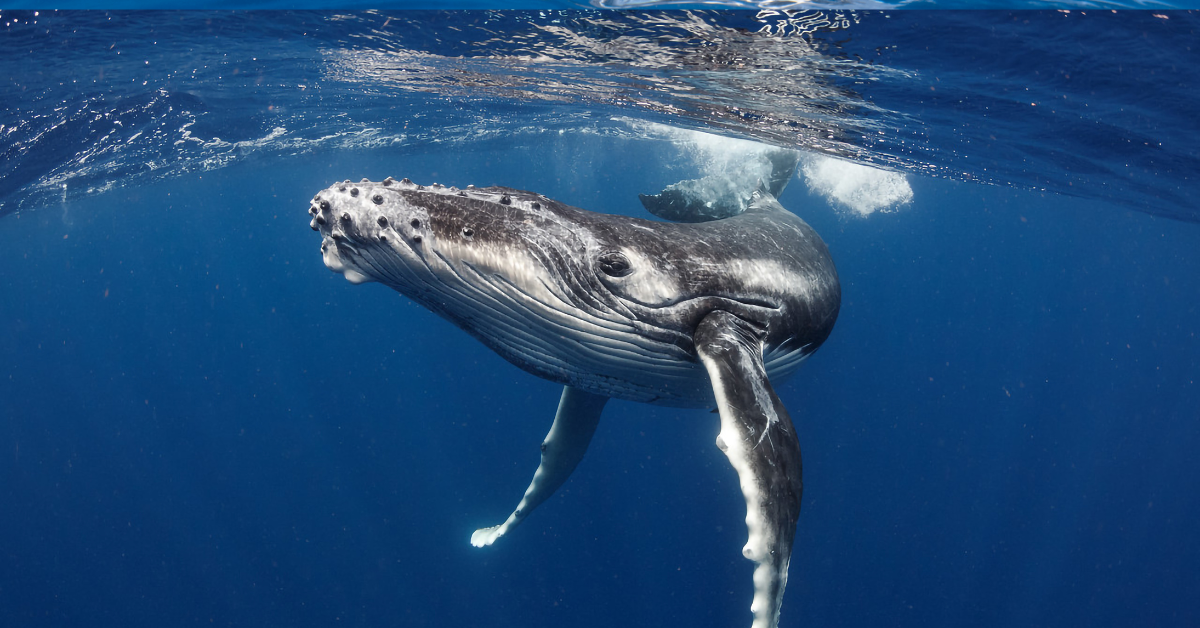 How to be a whale - Oceana UK