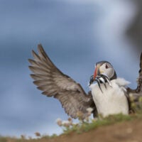 Puffin with sandeels