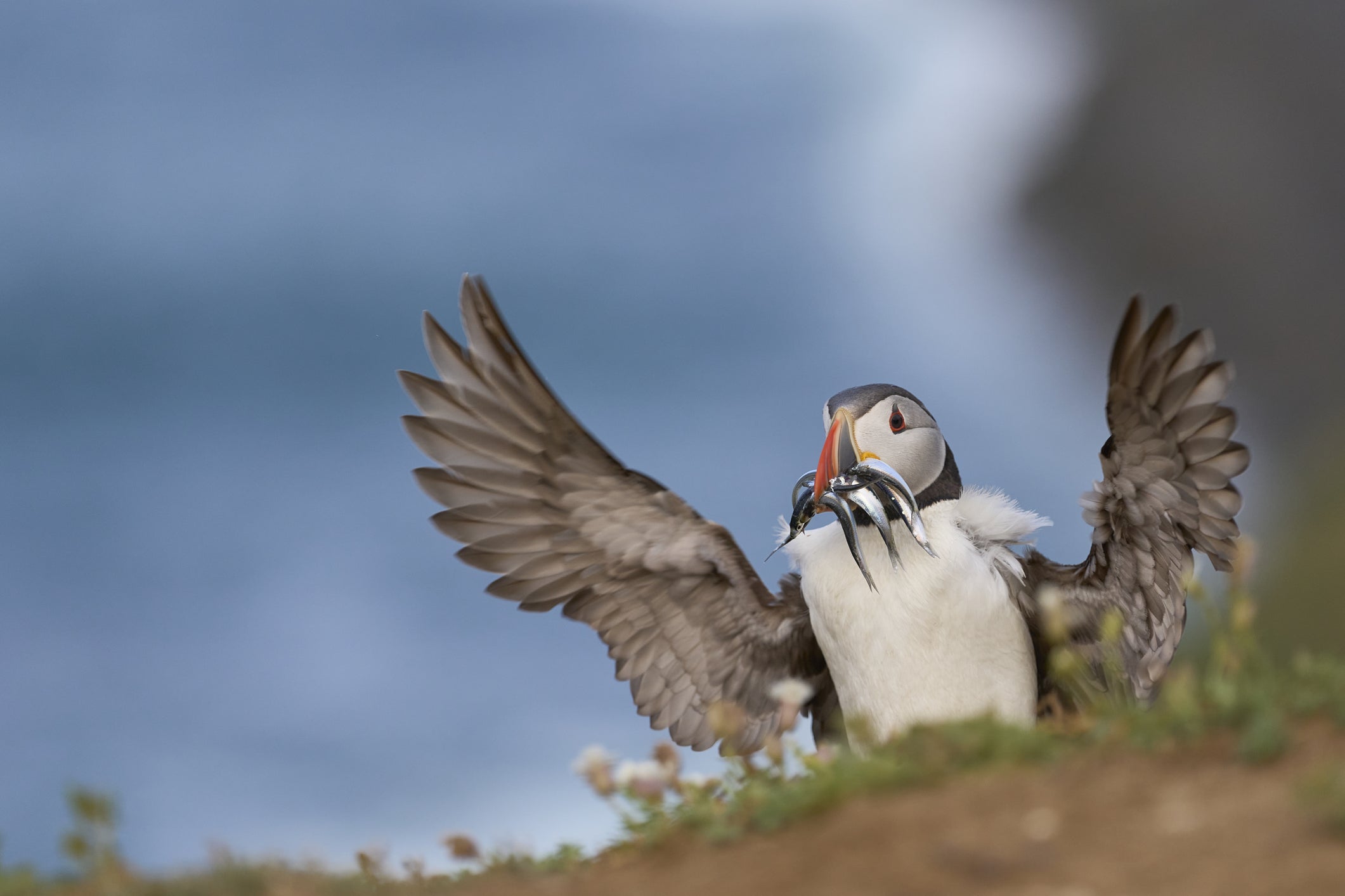 Puffin with sandeels