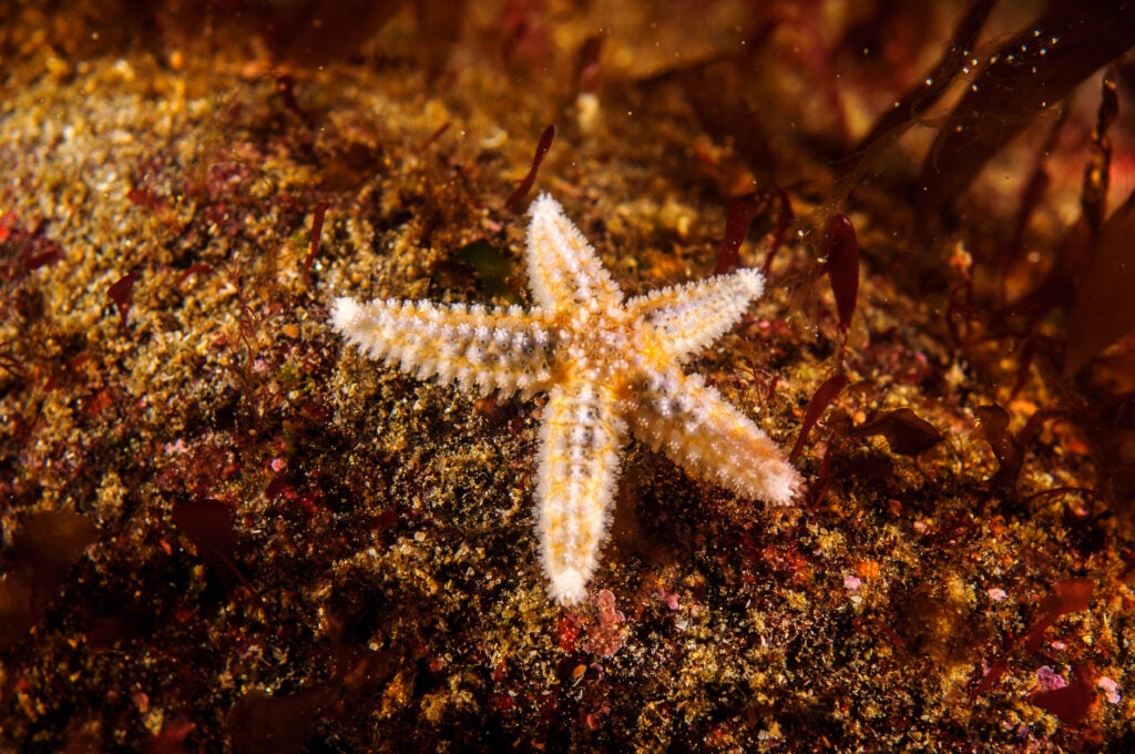 Sea star found at the bottom of North Sea. These animals and many others are at risk of being harmed by bottom trawling.